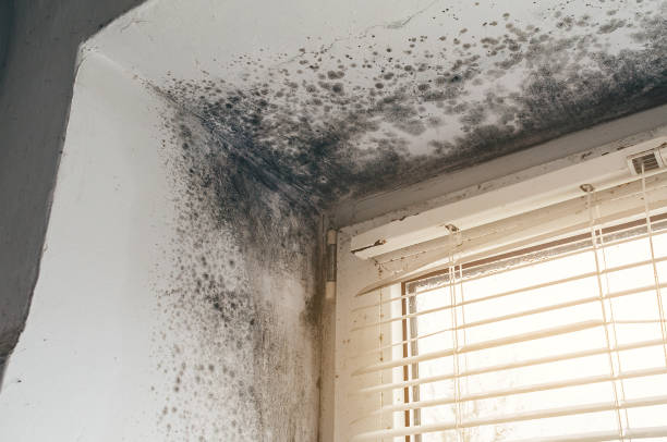 Affordable Mold Cleanup solutions in Cumberland, KY